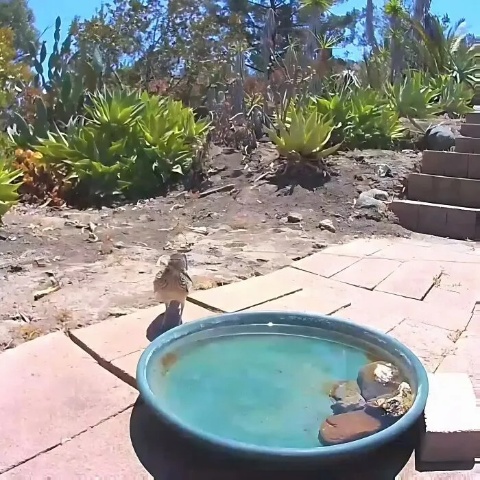 Esta mujer puso una fuente de agua con una cámara en su jardín, y aquí tienes 24 nuevas fotos de quienes la visitan regularmente