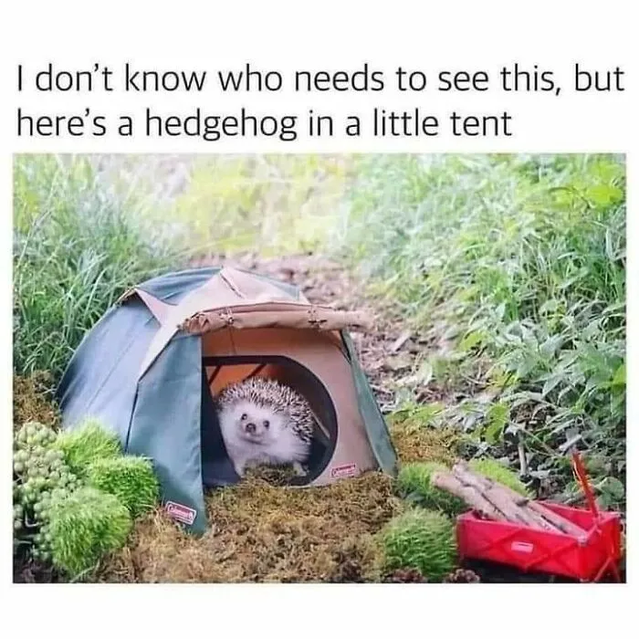 ‘Animals With Vibing Auras’: 50 Hilarious Pics Of Creatures Doing Random Things