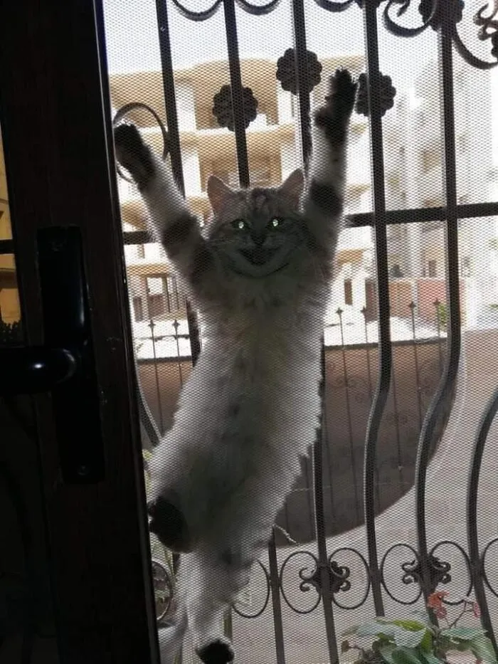 26 Fotos de gatos adorables para animarte si llevas un mal día