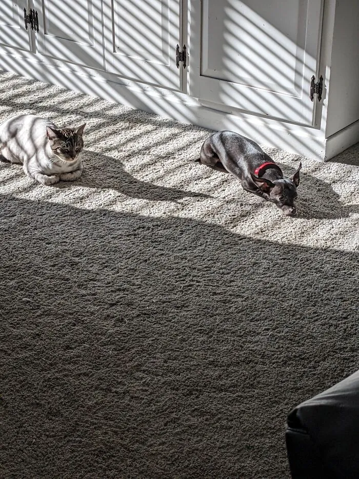 Ahhh...the Warmth Of The Sun Shining Through