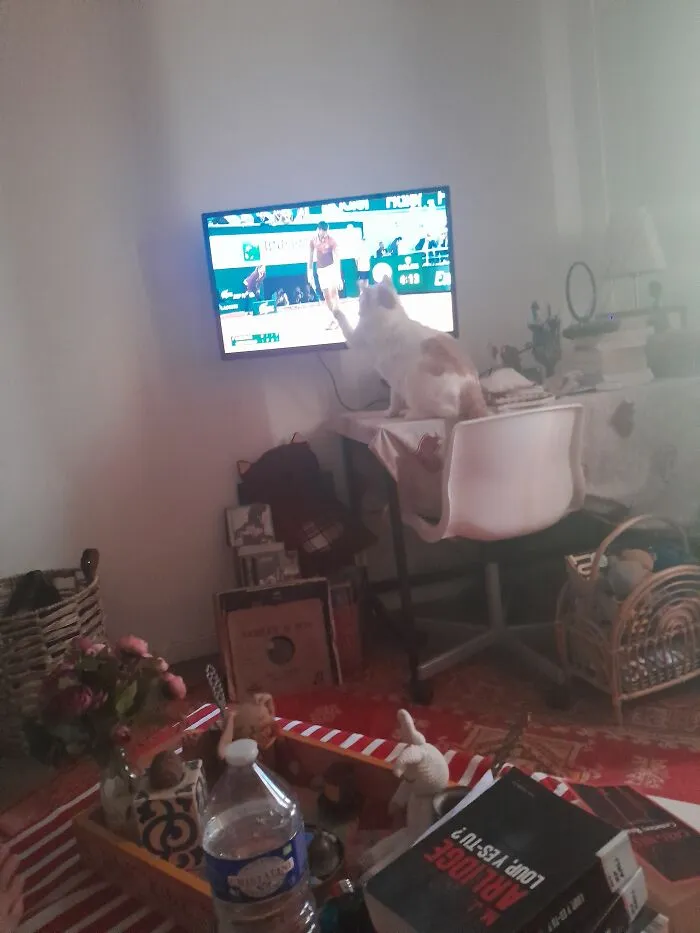 May I Introduce You Gribouille , The Ten Years Old Cat I Adopt From  A Shelter In June 2022 , He Was  Miserable, Skinny And Struggling With Anxiety And Skin Problems.  He Did His Best To Recover Knowing That He Have A Forever Safe Place To Live And Two Years After He Is So Confident That He Is Not Afraid  To Help Djokovic  Win His Match By Catching The Tennis Ball. U Rock Gribouille !!!