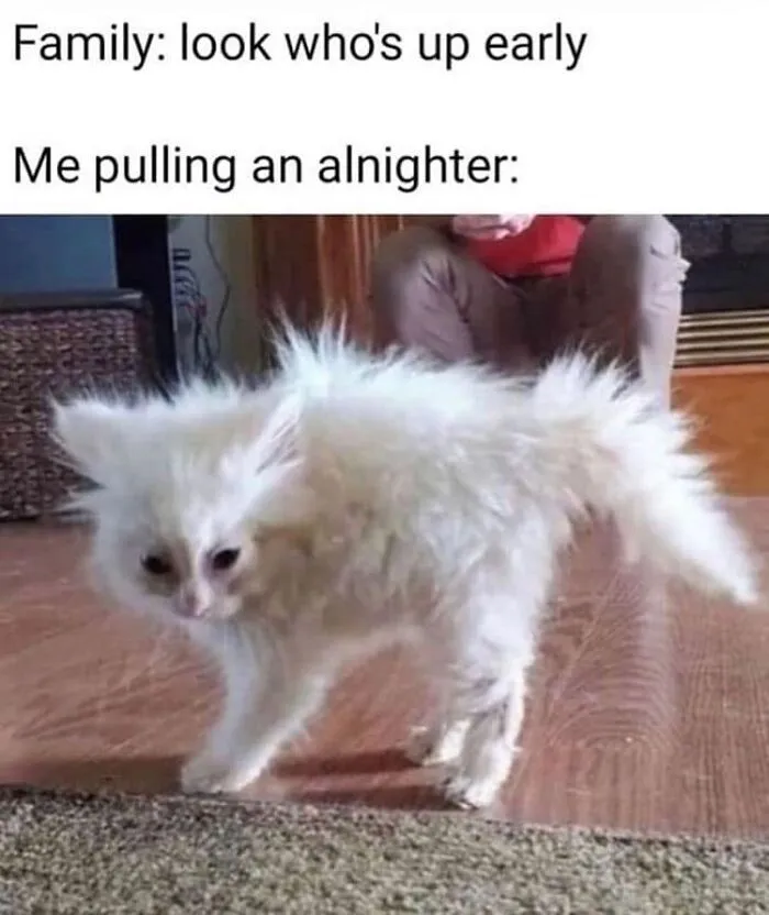 If You're Having A Rough Day, These 50 Wholesome Cat Pics And Memes May Cheer You Up