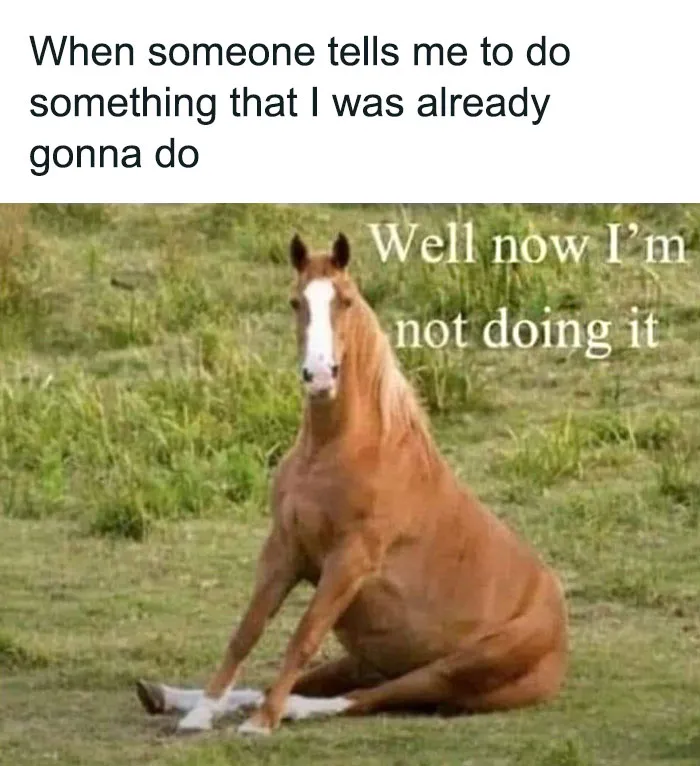 50 Hilarious Memes To Brighten Up Your Day