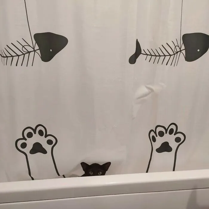 50 Magical Photos That Prove Cats Are Truly A Blessing, As Shared On This Instagram Page