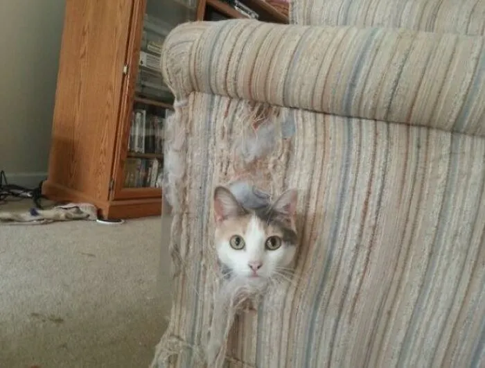 26 Fotos de gatos adorables para animarte si llevas un mal día