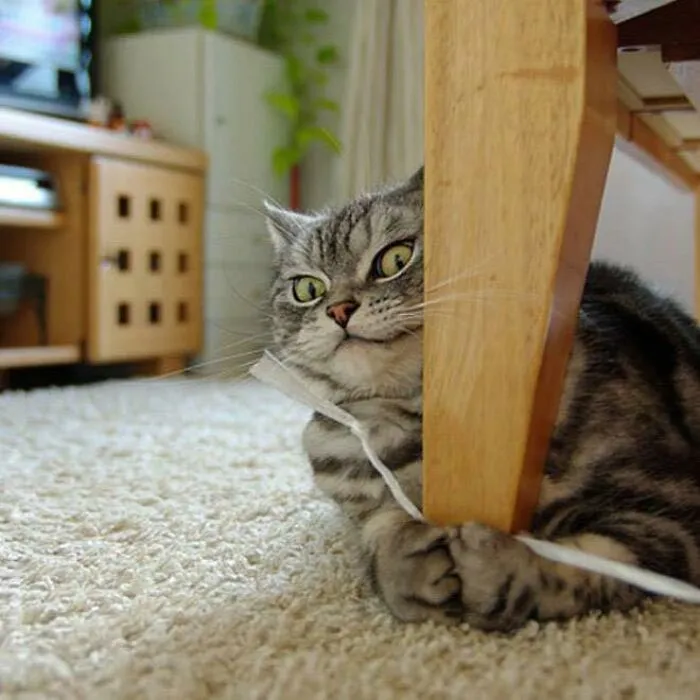 26 Fotos de gatos adorables para animarte si llevas un mal día