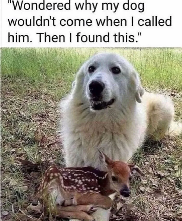 50 Soul-Healing Dog Memes That Are Cute And Funny At The Same Time