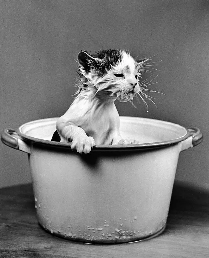 This Account Shared 29 Amusing Street Photos Featuring Cats