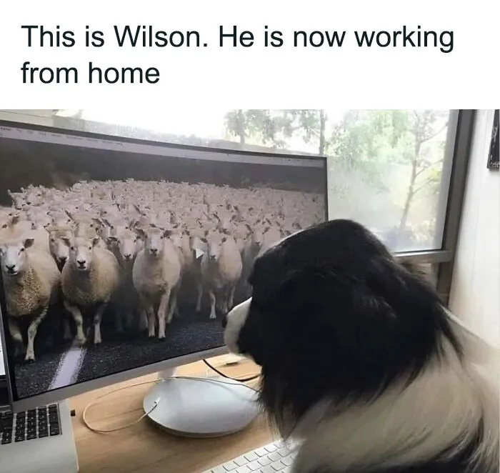 50 Soul-Healing Dog Memes That Are Cute And Funny At The Same Time