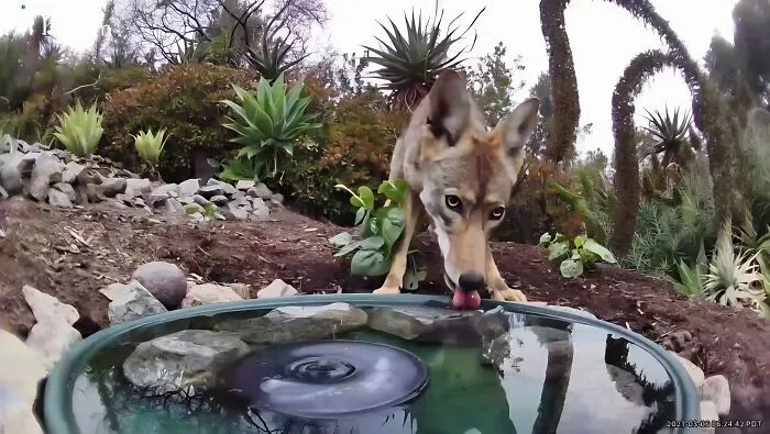 Esta mujer puso una fuente de agua con una cámara en su jardín, y aquí tienes 24 nuevas fotos de quienes la visitan regularmente