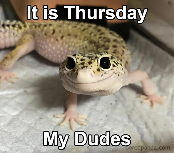 Happy Thursday