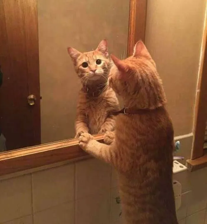 26 Fotos de gatos adorables para animarte si llevas un mal día