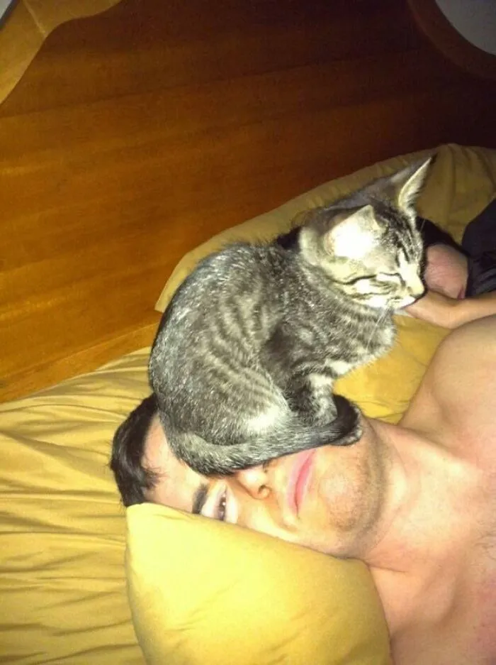 26 Fotos de gatos adorables para animarte si llevas un mal día