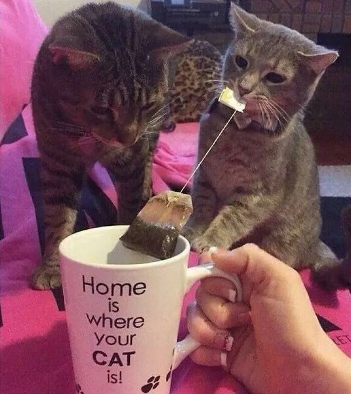26 Fotos de gatos adorables para animarte si llevas un mal día