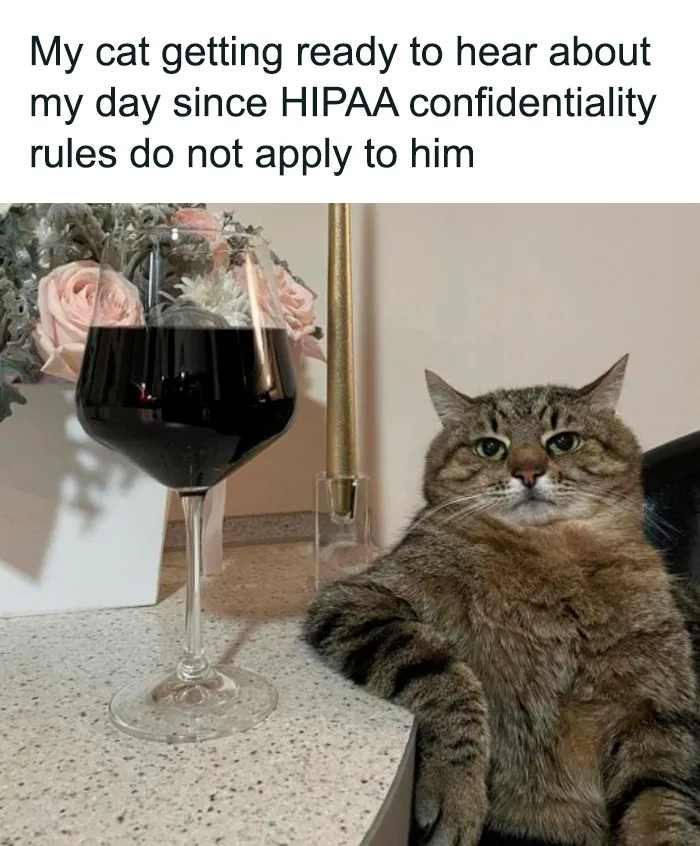 If You're Having A Rough Day, These 50 Wholesome Cat Pics And Memes May Cheer You Up