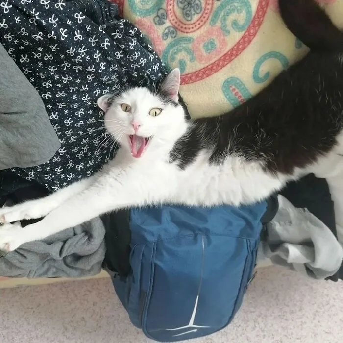 50 Magical Photos That Prove Cats Are Truly A Blessing, As Shared On This Instagram Page