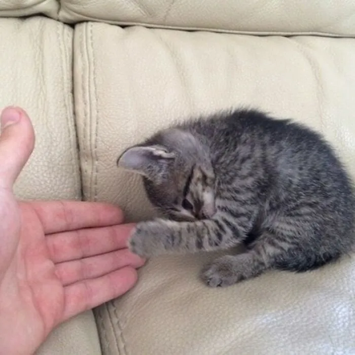 50 Magical Photos That Prove Cats Are Truly A Blessing, As Shared On This Instagram Page