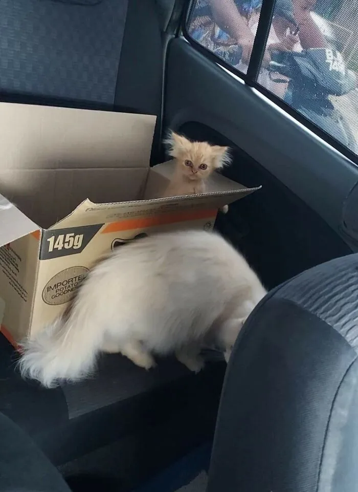 26 Fotos de gatos adorables para animarte si llevas un mal día