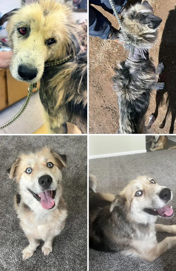 Our New Rescue Pup, Tiki. Before Us, She Was Chained, Starved, And Left With A Broken Leg. We Promised To Give Her The Best Life She Deserves