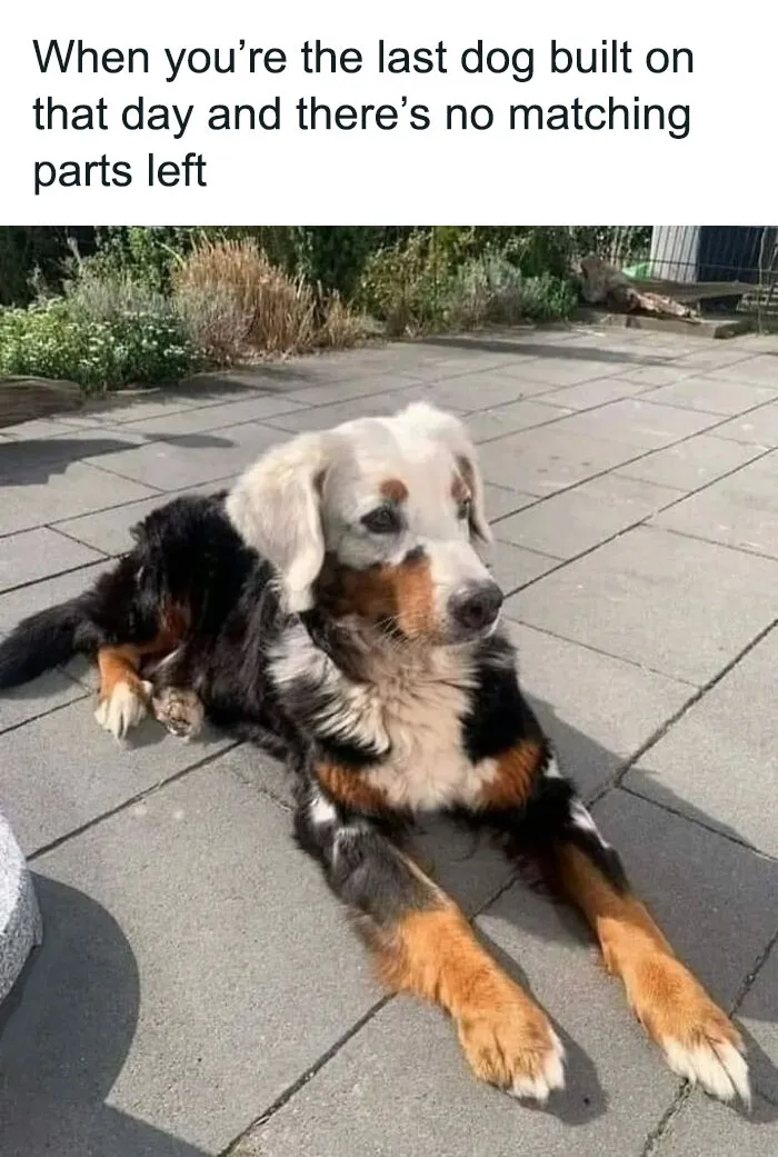 50 Soul-Healing Dog Memes That Are Cute And Funny At The Same Time