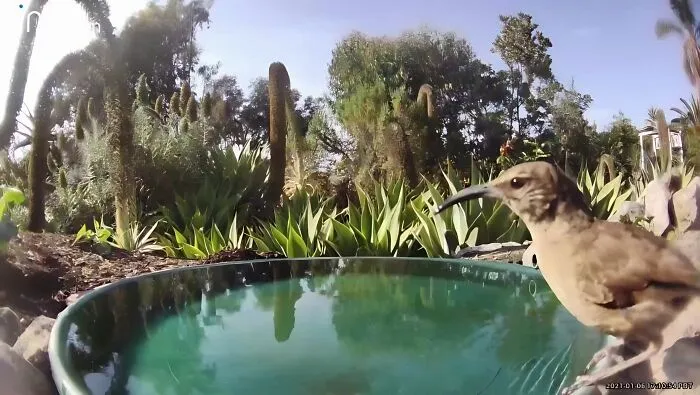 Esta mujer puso una fuente de agua con una cámara en su jardín, y aquí tienes 24 nuevas fotos de quienes la visitan regularmente