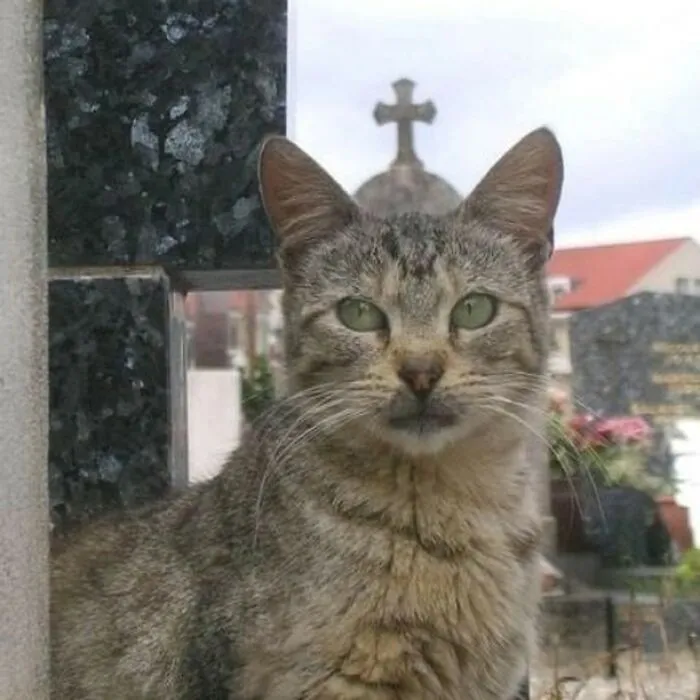50 Magical Photos That Prove Cats Are Truly A Blessing, As Shared On This Instagram Page