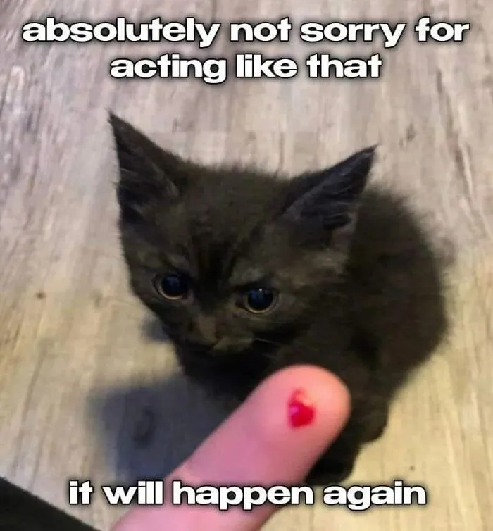If You're Having A Rough Day, These 50 Wholesome Cat Pics And Memes May Cheer You Up