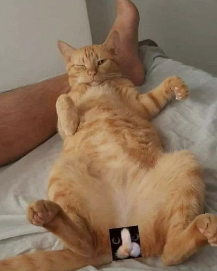 50 Magical Photos That Prove Cats Are Truly A Blessing, As Shared On This Instagram Page