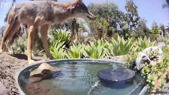 Esta mujer puso una fuente de agua con una cámara en su jardín, y aquí tienes 24 nuevas fotos de quienes la visitan regularmente