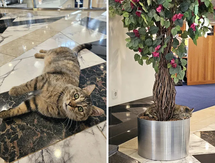 Say Hello To My University's Library Cat
