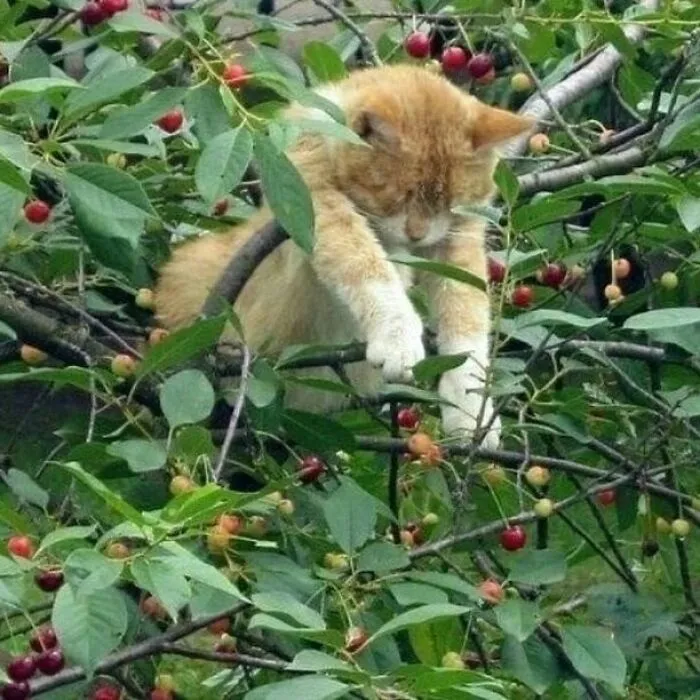 50 Magical Photos That Prove Cats Are Truly A Blessing, As Shared On This Instagram Page