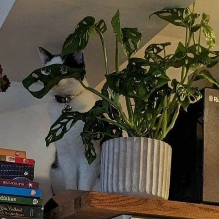 50 Magical Photos That Prove Cats Are Truly A Blessing, As Shared On This Instagram Page