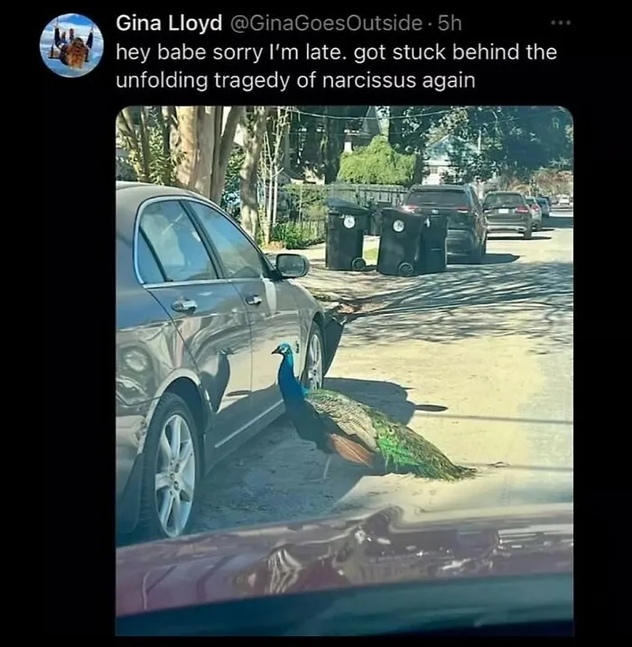 ‘Animals With Vibing Auras’: 50 Hilarious Pics Of Creatures Doing Random Things