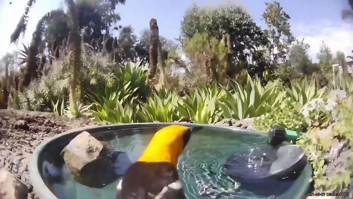 Esta mujer puso una fuente de agua con una cámara en su jardín, y aquí tienes 24 nuevas fotos de quienes la visitan regularmente