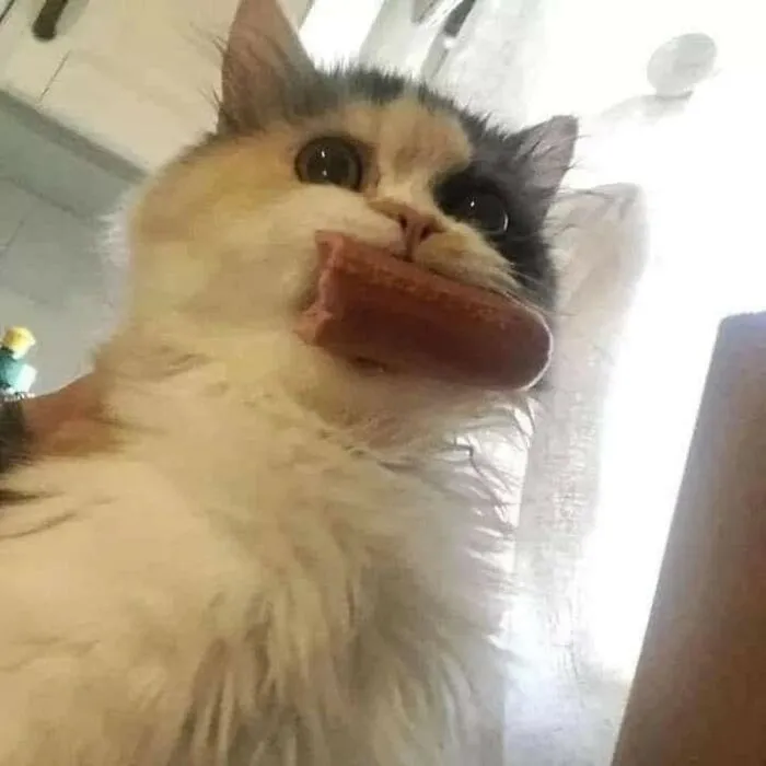 50 Magical Photos That Prove Cats Are Truly A Blessing, As Shared On This Instagram Page