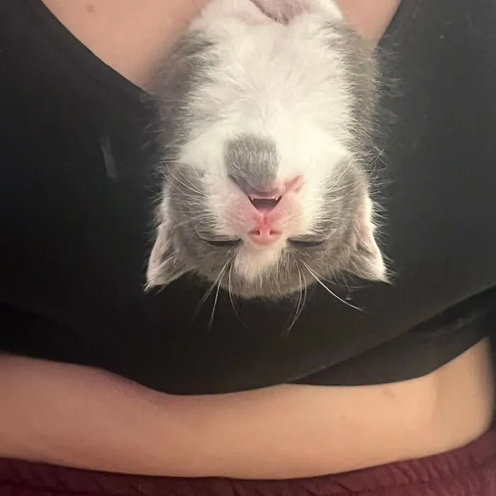 50 Magical Photos That Prove Cats Are Truly A Blessing, As Shared On This Instagram Page