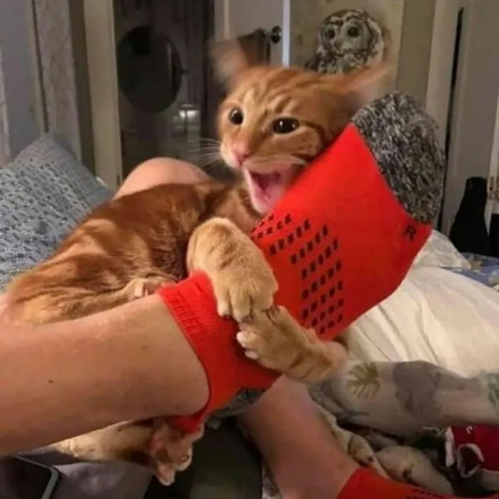 50 Magical Photos That Prove Cats Are Truly A Blessing, As Shared On This Instagram Page
