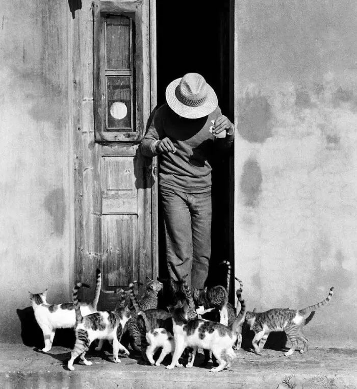 This Account Shared 29 Amusing Street Photos Featuring Cats