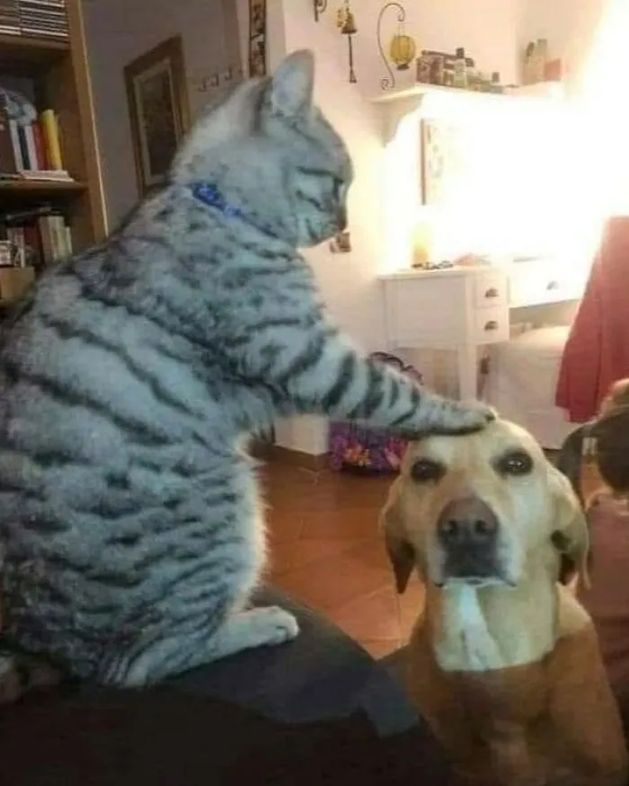 50 Magical Photos That Prove Cats Are Truly A Blessing, As Shared On This Instagram Page