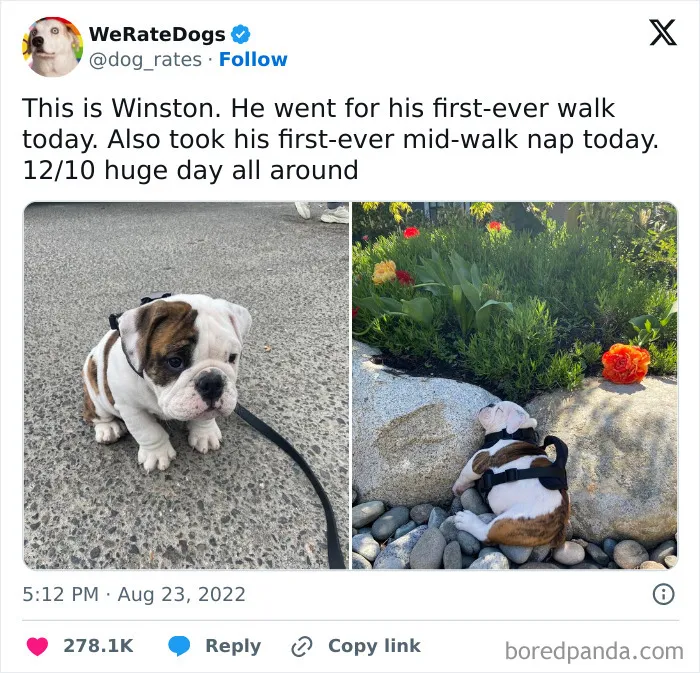 50 Soul-Healing Dog Memes That Are Cute And Funny At The Same Time