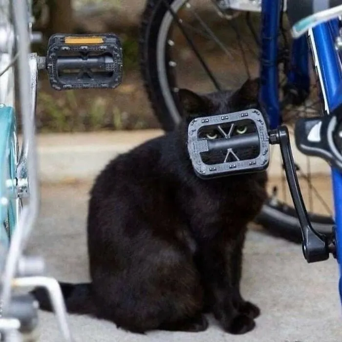 50 Magical Photos That Prove Cats Are Truly A Blessing, As Shared On This Instagram Page