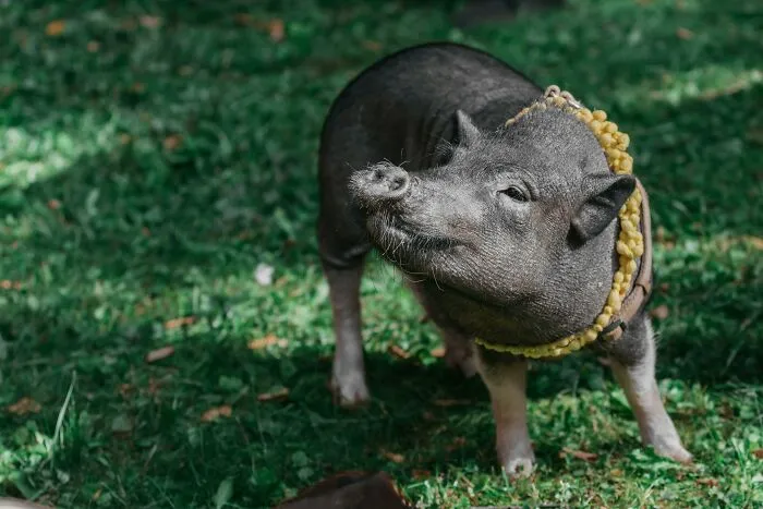32 Facts About The Middle Ages That Are 100% True Despite Being Quite Weird