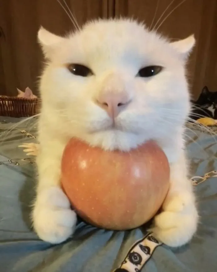 50 Magical Photos That Prove Cats Are Truly A Blessing, As Shared On This Instagram Page