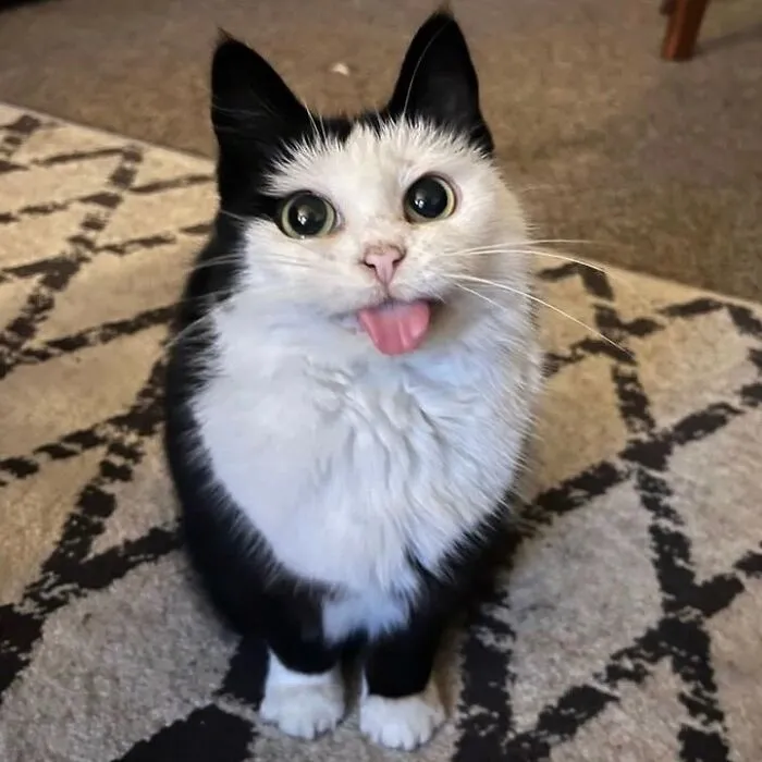 50 Magical Photos That Prove Cats Are Truly A Blessing, As Shared On This Instagram Page