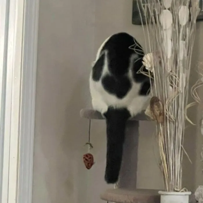 50 Magical Photos That Prove Cats Are Truly A Blessing, As Shared On This Instagram Page