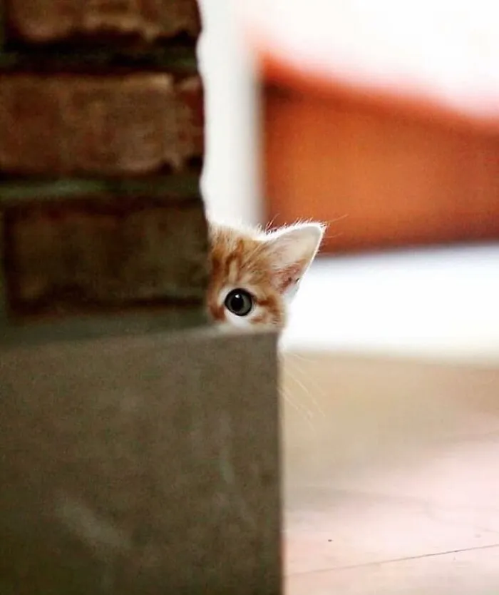This Account Shared 29 Amusing Street Photos Featuring Cats