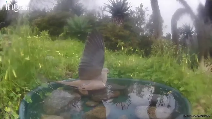 Esta mujer puso una fuente de agua con una cámara en su jardín, y aquí tienes 24 nuevas fotos de quienes la visitan regularmente