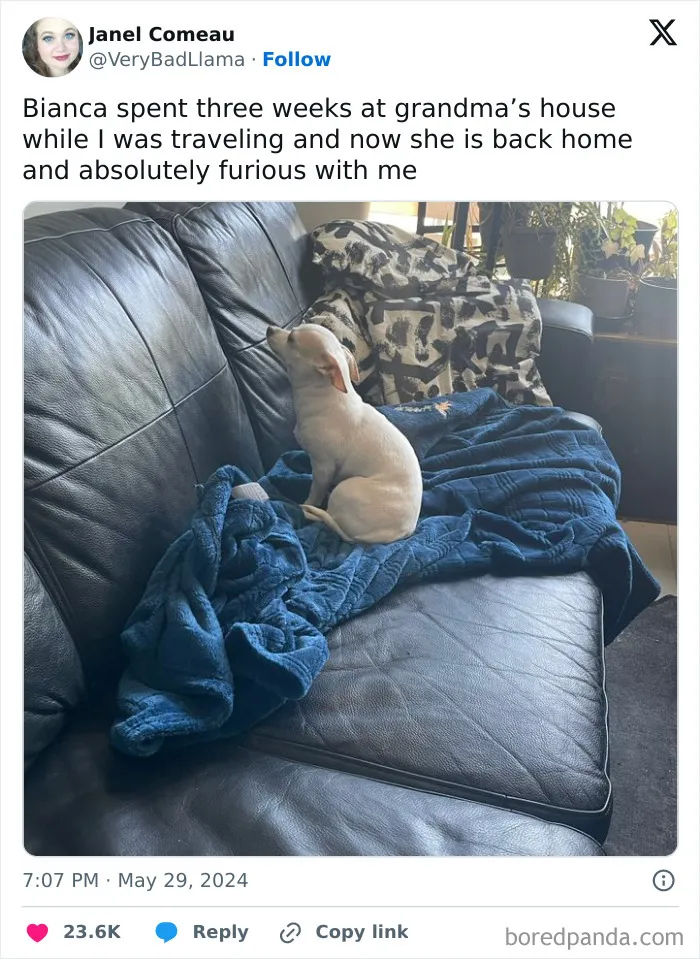 30 Of The Funniest Posts Cat And Dog Owners Shared This Month