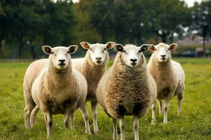 32 Facts About The Middle Ages That Are 100% True Despite Being Quite Weird