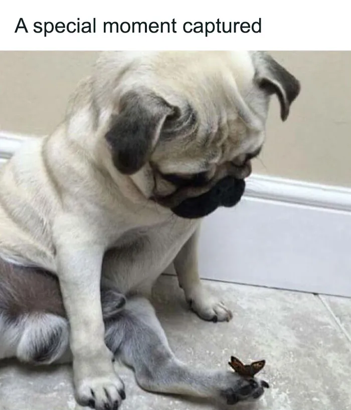 50 Soul-Healing Dog Memes That Are Cute And Funny At The Same Time